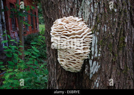 Climacodon septentrionalis fungus on tree trunk Stock Photo