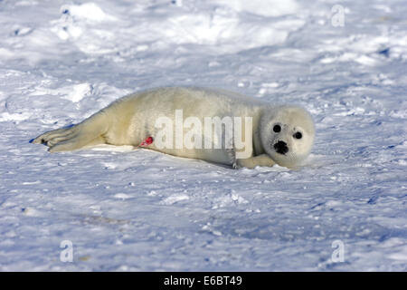 Harp Seal or Saddleback Seal (Pagophilus groenlandicus, Phoca groenlandica), pup on pack ice, Magdalen Islands Stock Photo