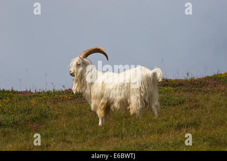 Wild Kashmiri goats Capra falconeri cashmiriensis Capra Markhor roaming the Great Orme headland in Llandudno North Wales Stock Photo