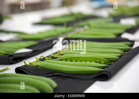Close up of freshly picked garden Pea Peas in pods vegetables on display Driffield Show East Yorkshire England UK United Kingdom GB Great Britain Stock Photo