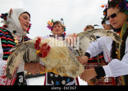 Elderly Bulgarian women dressed in traditional costumes dance and sing as they dress up a rooster in pants before the sacrifice celebrating Men's Day in the village of Krivini, east of the Bulgarian capital Sofia  Featuring: Bulgaria Rooster s Day Celebra Stock Photo