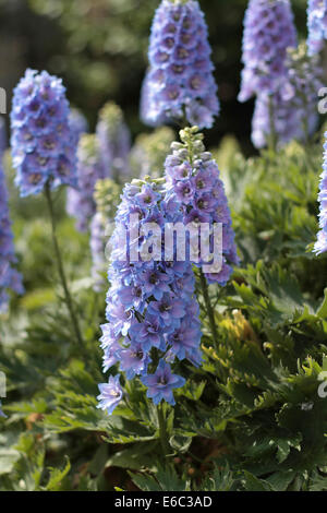 Delphiniums growing in full sunshine Stock Photo