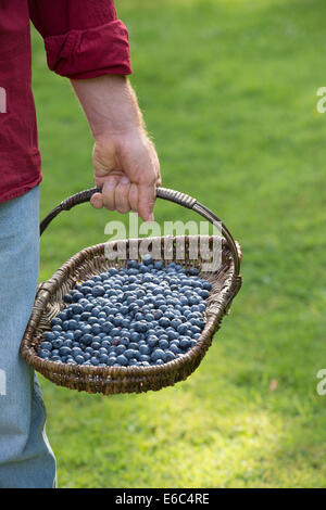 Vaccinium corymbosum. Gardener holding a wicker basket of harvested blueberries Stock Photo