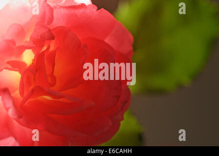 Pink red rose, close up with sunlight shining through the petals Stock Photo