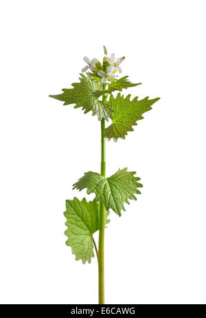 Garlic mustard (Alliaria petiolata)