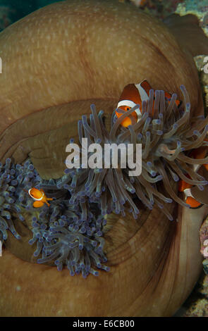 Trio of anemonefish in a Magnificent sea anemone. Stock Photo