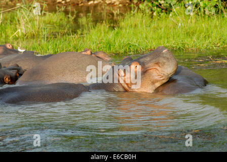 Group of Hippopotamus (Hippopotamus amphibius) bathing together in river,  Saint-Lucia, Wetland Park, South Africa Stock Photo