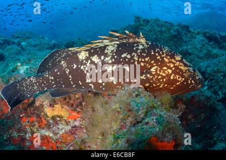 Dusky Grouper (Epinephelus Marginatus), Port-Cros, France, Europe Stock Photo