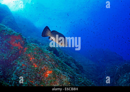 Dusky Grouper fish (Epinephelus Marginatus), Port-Cros, France, Europe Stock Photo
