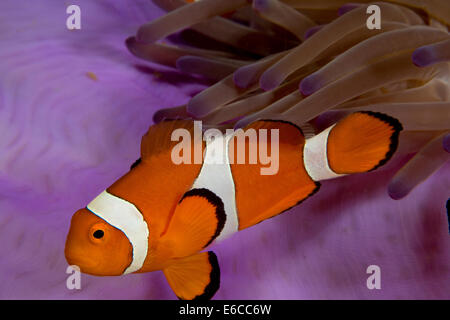 Close-up of clownfish in anemone. Stock Photo