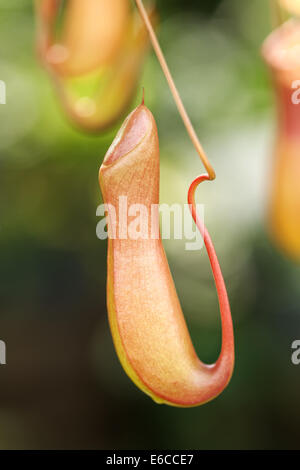 Insect trap pitcher plant in Borneo rainforest Malaysia Stock Photo - Alamy