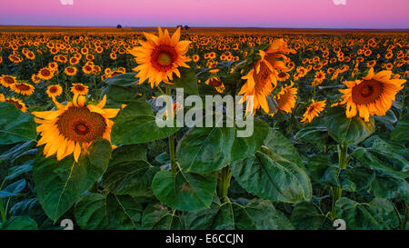 Colorado sunflowers seem to glow in this before dawn image photographed in the summer of 2014 on the eastern plains Stock Photo