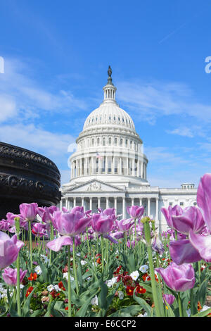 tulip blossom in washington dc United States of America Stock Photo - Alamy