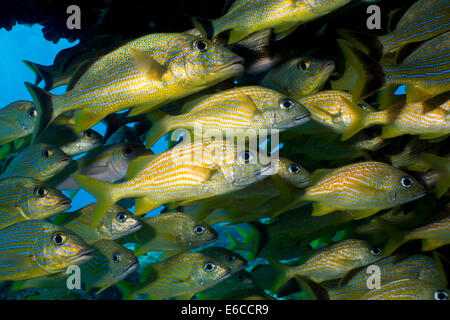 Dense school of fish under a coral arch. Stock Photo