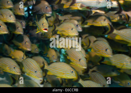 Dense school of fish under a coral arch. Stock Photo