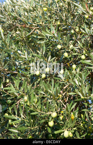 Close up of olive tree growing in Saint Catherine's Monastery in