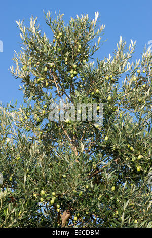 Close up of olive tree growing in Saint Catherine's Monastery in