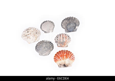 Multi-colored assortment of scallop seashells isolated on white background Stock Photo
