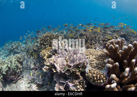 Shallow coral reef with colourful fish and corals in Addu Atoll, Maldives