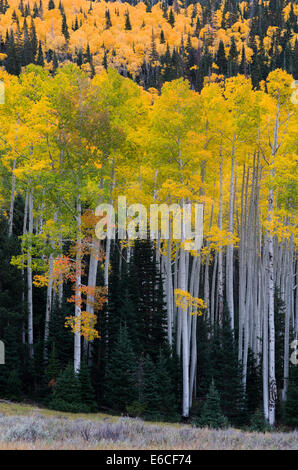 Utah. USA. Aspen trees and Engelmann spruce trees in autumn. Sevier Plateau. Fishlake National Forest. Stock Photo