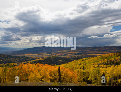 Utah. USA. Aspen trees (Populus tremuloides) in autumn below cumulus congestus clouds. Sevier Plateau. Fishlake National Forest. Stock Photo