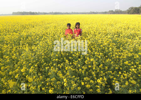 Dec. 25, 2010 - Bangladesh - mustard field in Bangladesh.Mustard is a cool weather crop and is grown from seeds sown in early spring. From mid December through to the end of January, Bangladesh farmers cultivate their crops of brightly coloured yellow mustard flowers that are in full bloom. (Credit Image: © Zakir Hossain Chowdhury/ZUMA Wire) Stock Photo