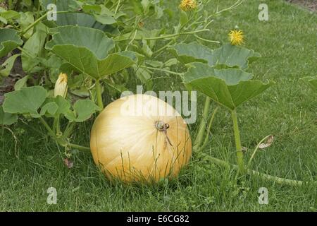 pumpkin in a garden Stock Photo