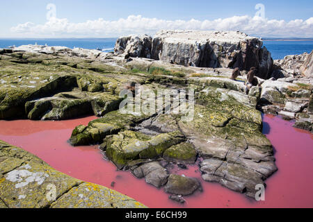 A pool coloured red from algae that have been fertilized by seabird guano on the Farne Islands, Northumberland, UK. Stock Photo