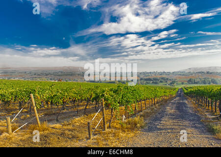 USA, Washington, Yakima Valley. Vines and grapes at a winery and vineyard in the Red Mountain AVA in Eastern Washington. Stock Photo