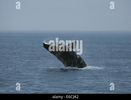 North Atlantic Right Whale - Eubalaena glacialis Stock Photo