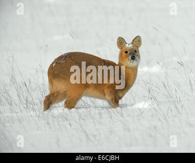 Chinese Water Deer - Hydropotes inermis Stock Photo