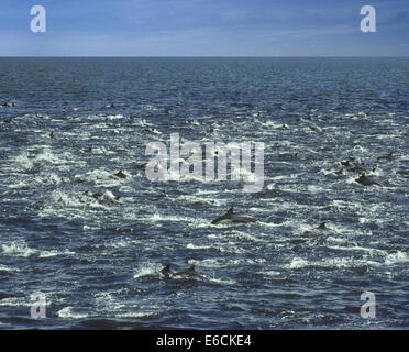 Short-beaked Common Dolphin - Delphinus delphis Stock Photo