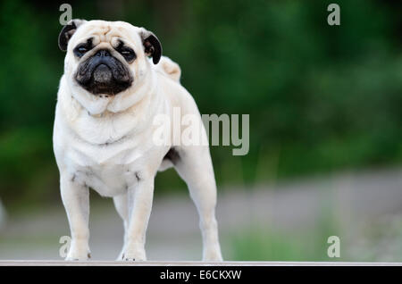 Pug standing in front of blure background outdoors Stock Photo