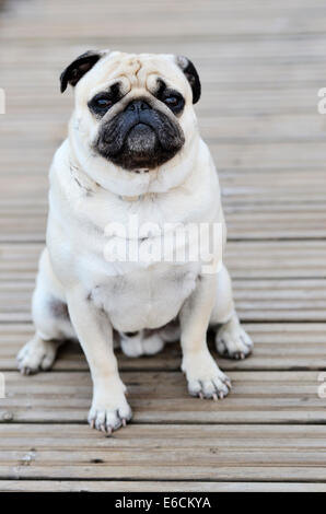 Pug sitting in front of blure background outdoors Stock Photo