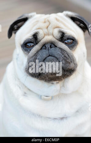 Portrait of a Pug outdoors on blure background Stock Photo