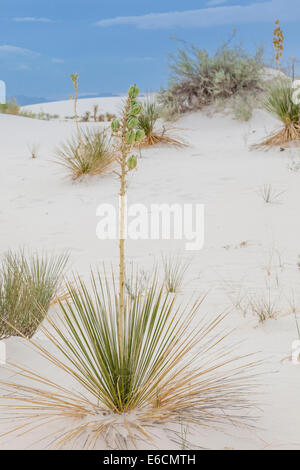 Soaptree Yucca on sunset walk at White Sands National Park (and Monument) in New Mexico Stock Photo