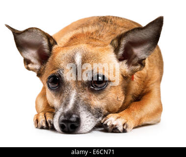 sick russian toy terrier lying in front. isolated on white backgroundgrust Stock Photo