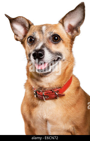 Russian toy terrier is a mini dog Stock Photo