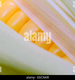 Fresh Sweet Corn on the Cob Stock Photo