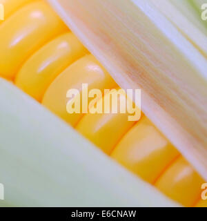Fresh Sweet Corn on the Cob Stock Photo