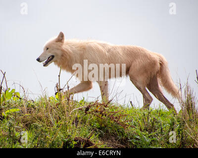 Canis Lupus Arctos, Arctic Wolf Stock Photo