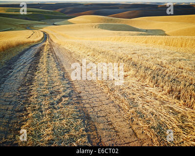 A dirt road path through a golden wheat field leading to the rolling hills of Palouse Scenic Byway, Washington, Unites States of America Stock Photo