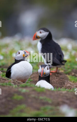 Atlantic puffin Fratercula arctica, adults, grouped arround burrow, The Wick, Skomer, Wales, UK in June. Stock Photo