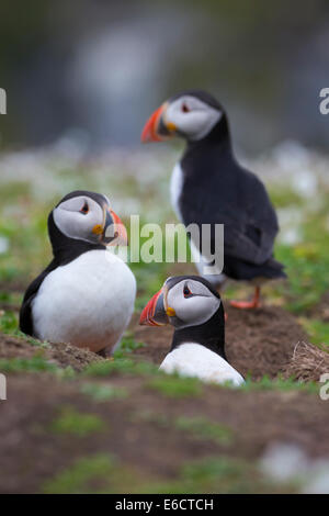 Atlantic puffin Fratercula arctica, adults, grouped arround burrow, The Wick, Skomer, Wales, UK in June. Stock Photo