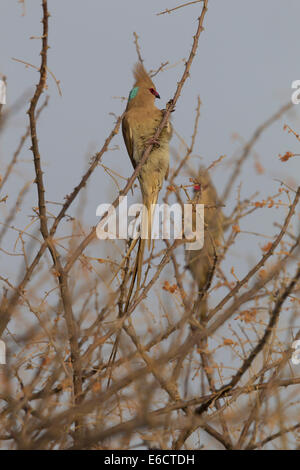 Blue-naped Mousebird Urocolius macrourus, two adults, perched in acacia scrub, Bilen Lodge, Ethiopia in February. Stock Photo