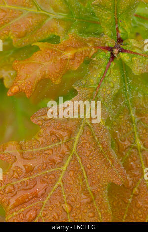 English oak Quercus robor, leaves covered in morning dew, Thursley Common, Surrey, UK in May. Stock Photo