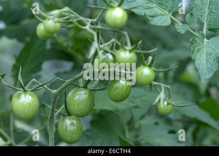 Clusters of unripe green tomatoes growing in a summer garden Stock Photo