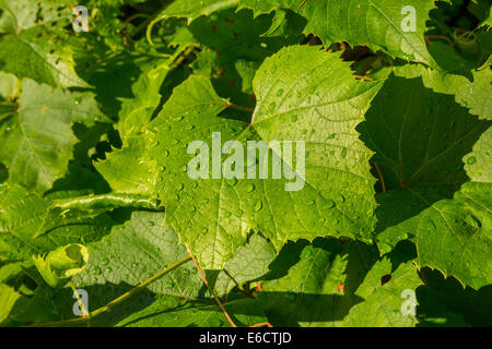 WARREN, VERMONT, USA - Morning dew, water droplets on grape leaves. Stock Photo