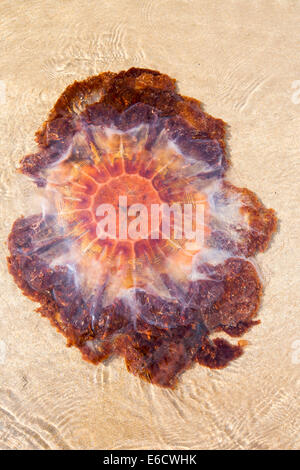 Lions Mane Jellyfish, Cyanea capillata, washed ashore on a Nothumberland Beach. Stock Photo