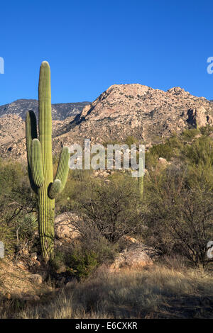 Arizona's Catalina State Park Stock Photo